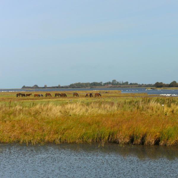 Poel