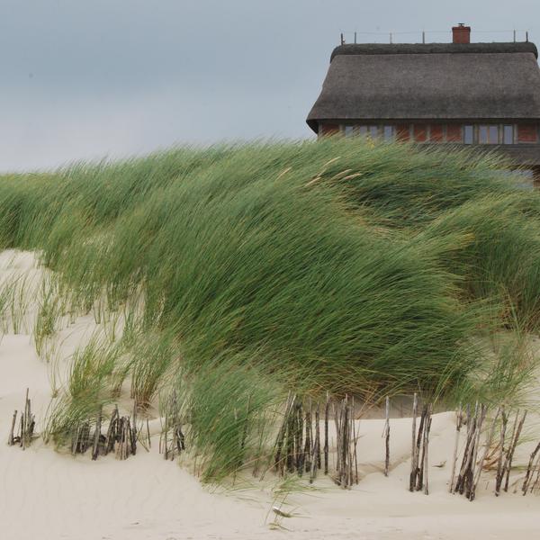 Amrum